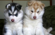 siberian husky pups are ready for sale -9466739623