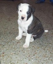 Pit Bull pups for sale