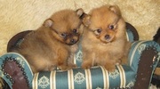 POMERANIAN EXCELLENT QUALITY PUPPIES FOR SALE @ 9999865594