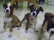 fawn colour boxer pup for sae - 645489999
