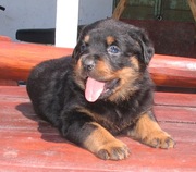 ROTTWEILER PUPPS (FATHER MOTHER SIBERIA IMPORT)-9466739623