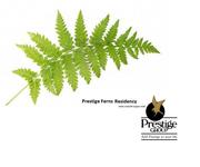 Prestige ferns residency banglore