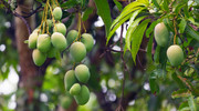 Benefits of Eating Mangoes