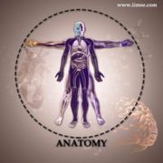 Anatomy Course Online Classes By Anatomy Expert