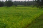7 acres of agricultural land for sale in Velanthavalam Palakkad