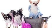 Dog grooming in Bangalore