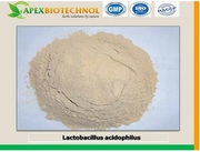 Lactobacillus plantarum manufacturers in india,  Lactobacillus plantaru
