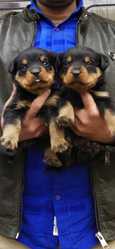 Rottweiler Pups Available Here In Delhi Trust Kennel 
