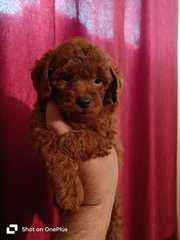 Poodle Pups Ready Now For Sale Trust Kennel