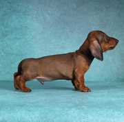Dachshund Pups Ready Now For Sale Trust Kennel 