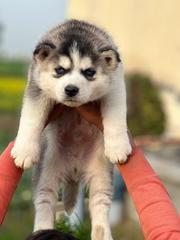 All Type Dogs Available Here Trust Kennel 