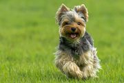 YorkshireTerrier Pups Ready Now For Sale TrustKennel 