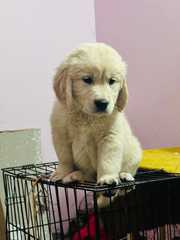 Trust Kennel GoldenRetriever Pups For Sale Delhi 