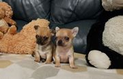 Trust Kennel Chihuahua T-Cup Size Pups For Sale Delhi