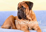 Trust Kennel Bull Mastiff Pups For Sale Delhi
