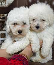 Trust Kennel Bichon Frise Pups Available Here Delhi