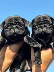Trust Kennel Black Pug Pups Available Here (Wrinkal Face)