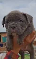 Trust Kennel Bully Pups Available Here Delhi