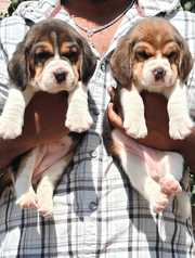 Trust Kennel Beagle Pups Available Here Delhi (TriColour)
