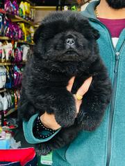 Trust Kennel Chowchow Pups Available Here (Black Colour)