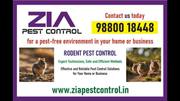 Rodent Pest Control Services | Pest control Solution near by | Call Us